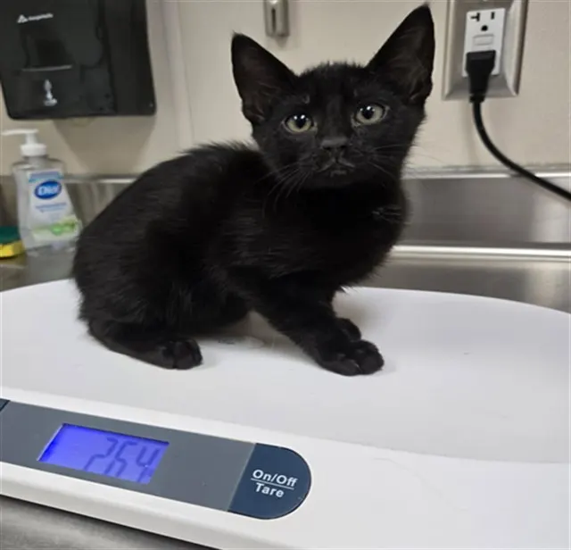 Adoptable Cat