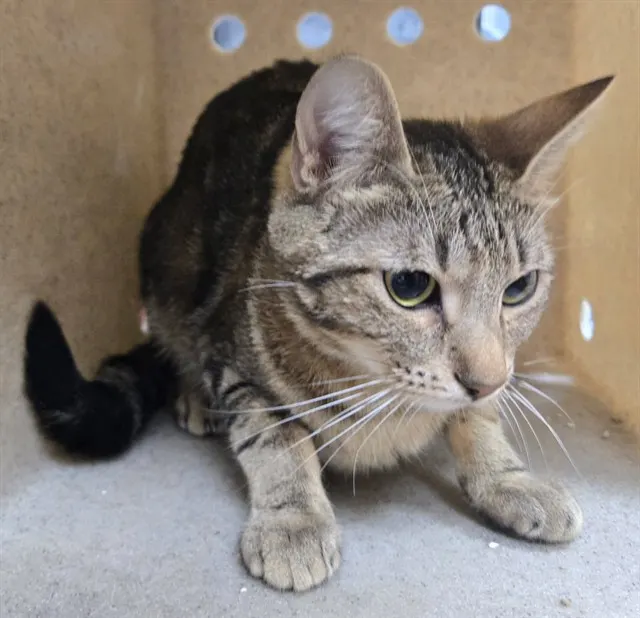 Adoptable Cat