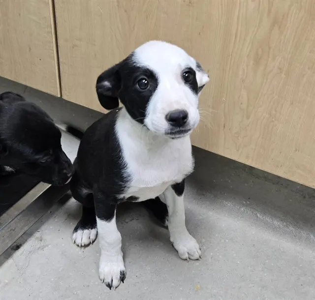 Adoptable Dog