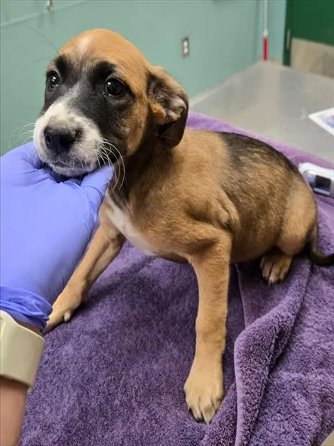 Adoptable Dog