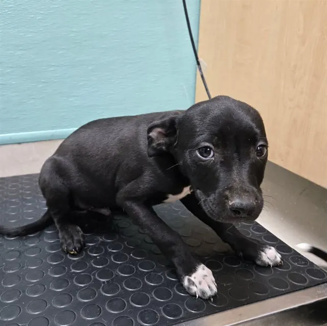 Adoptable Dog