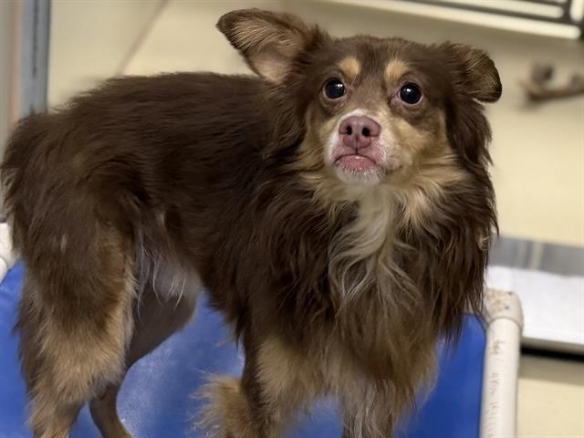 Adoptable Dog