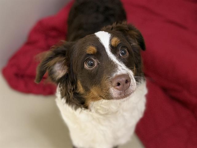 Adoptable Dog