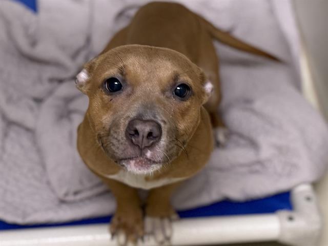 Adoptable Dog