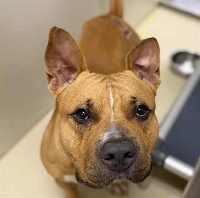 Adoptable Dog