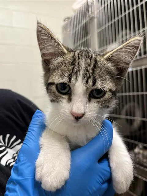Adoptable Cat