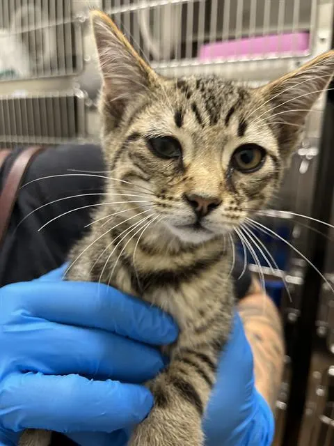 Adoptable Cat