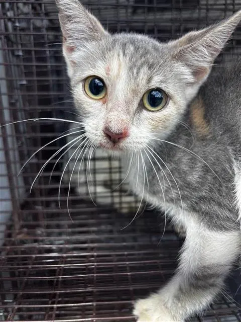 Adoptable Cat