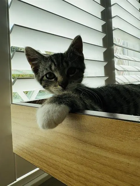 Archie