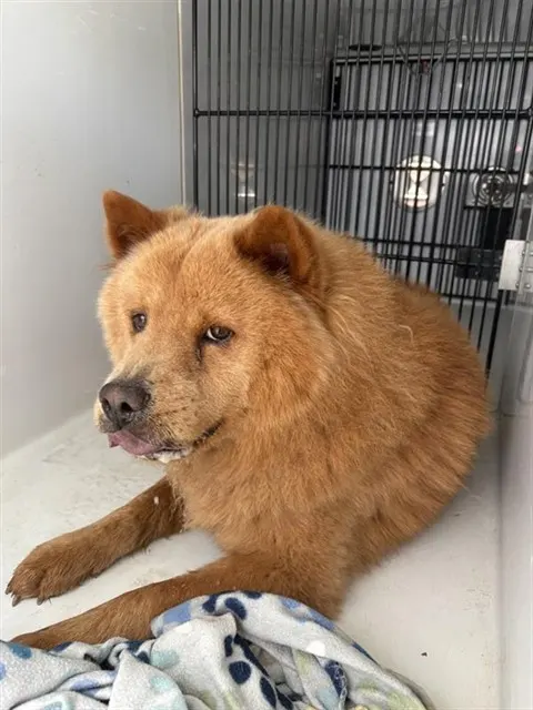 Adoptable Dog