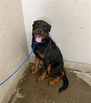 Adoptable Dog