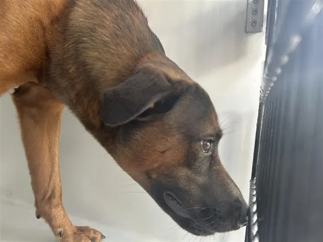 Adoptable Dog