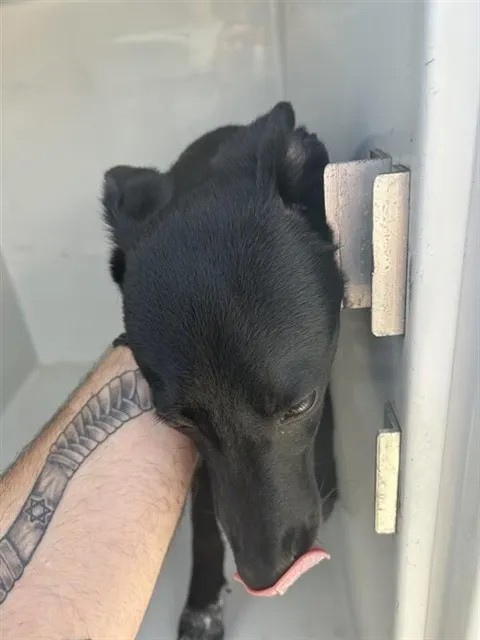 Adoptable Dog