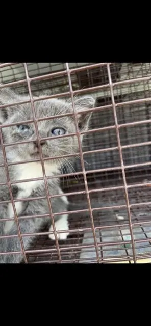Adoptable Cat
