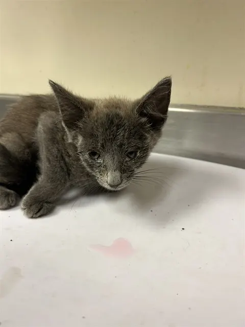 Adoptable Cat