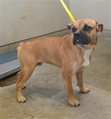 Adoptable Dog