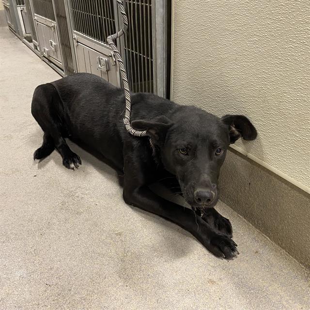 Adoptable Dog