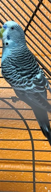 *Zazu