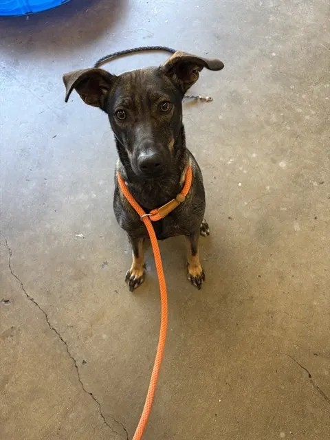 Marge - Adoption Pending