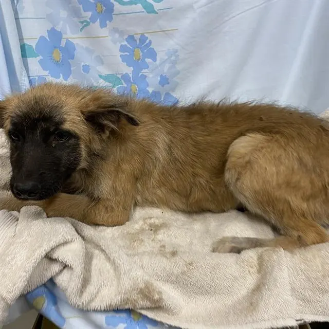 Adoptable Dog