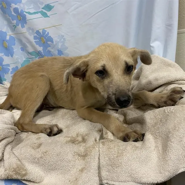Adoptable Dog