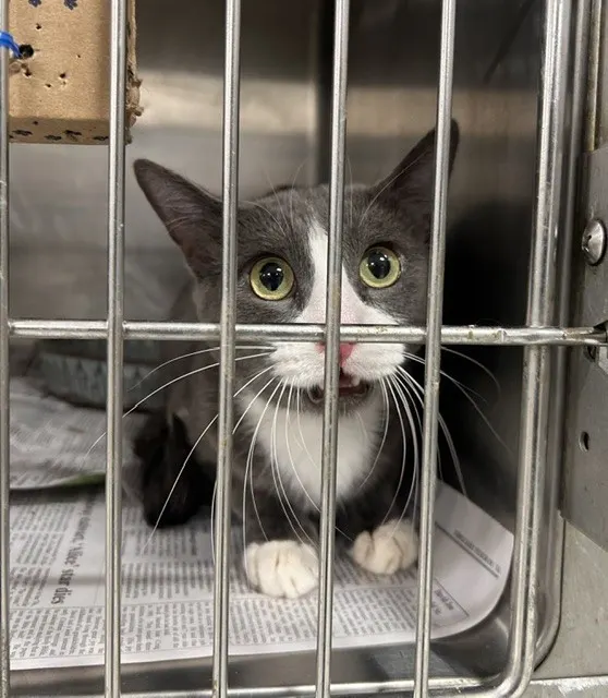 Adoptable Cat