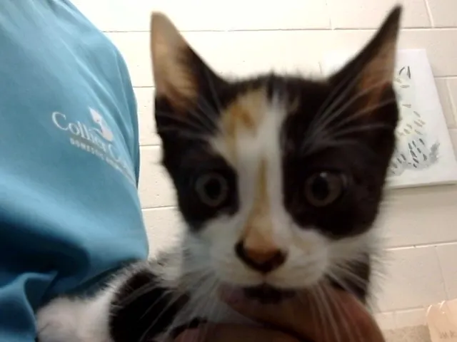 Adoptable Cat