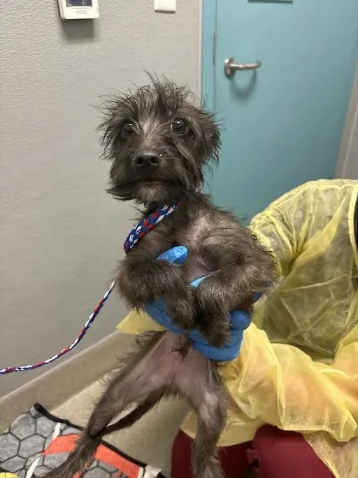 *Scrappy
