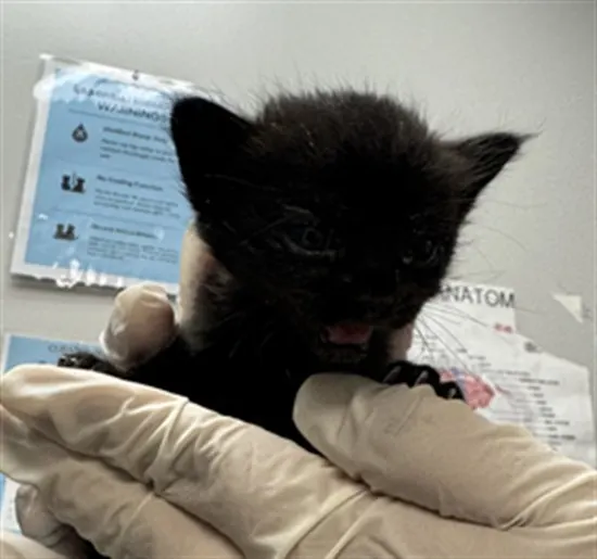 Adoptable Cat