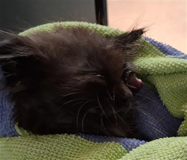 Adoptable Cat