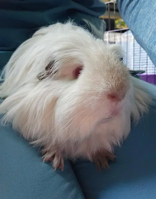 Gandalf