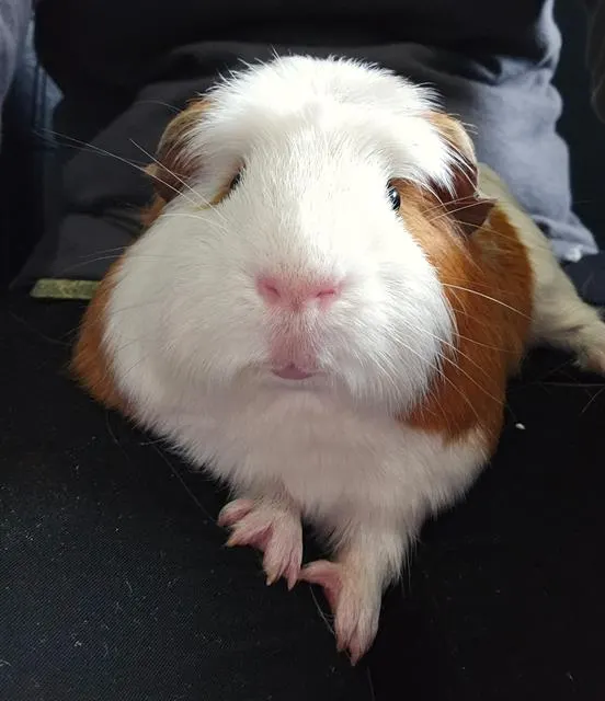 Frodo