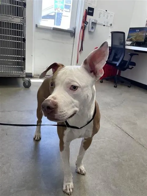 Adoptable Dog