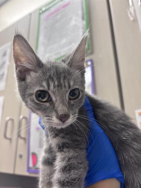 *Luna