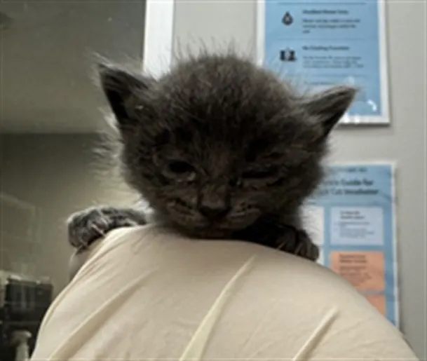 Adoptable Cat