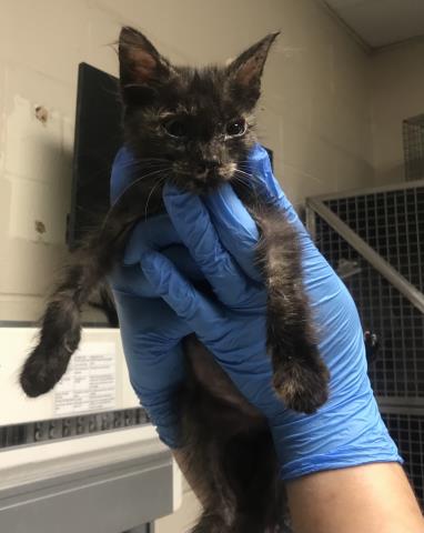 Adoptable Cat