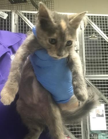 Adoptable Cat