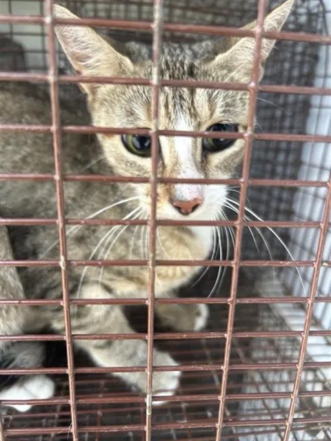 Adoptable Cat
