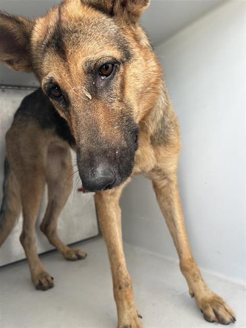 Adoptable Dog