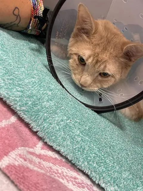 Adoptable Cat