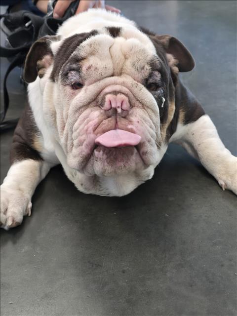Archie