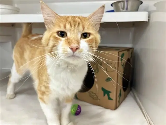 Lady Garfield