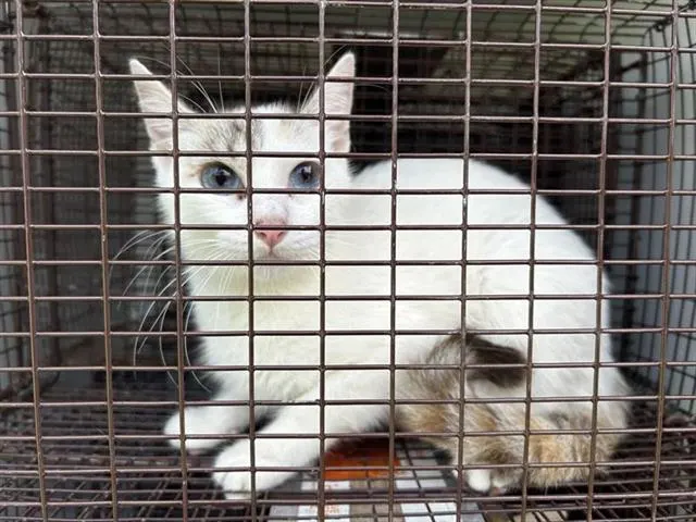 Adoptable Cat