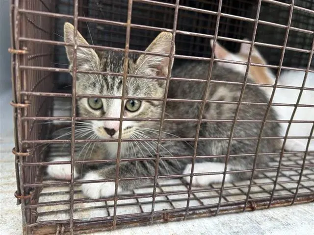 Adoptable Cat