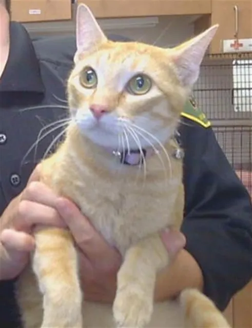 Adoptable Cat