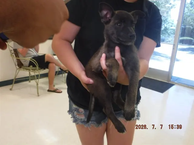 Adoptable Dog