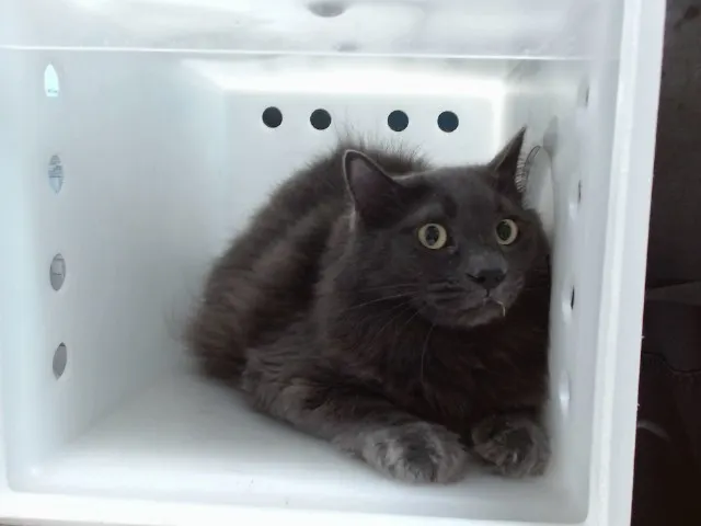 Dr.Cat