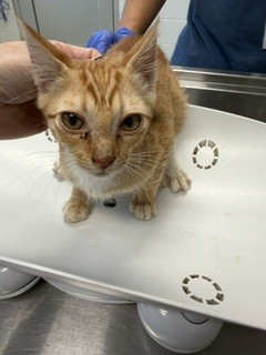 Adoptable Cat