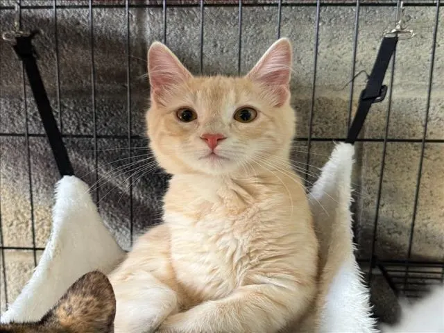Adoptable Cat