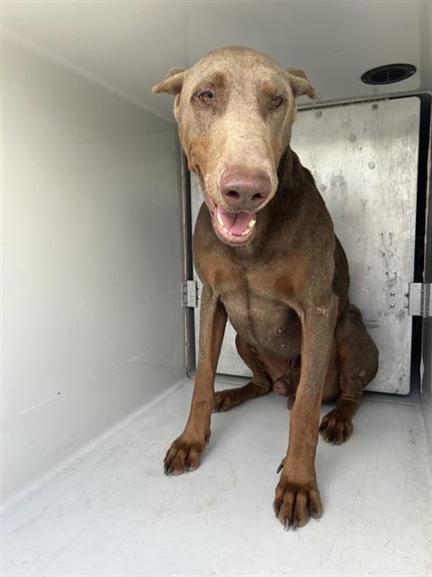 Adoptable Dog